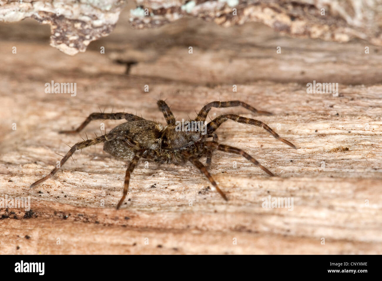 Spotted wolf spider, Ground spider (Pardosa amentata), sitting on deadwood Stock Photo