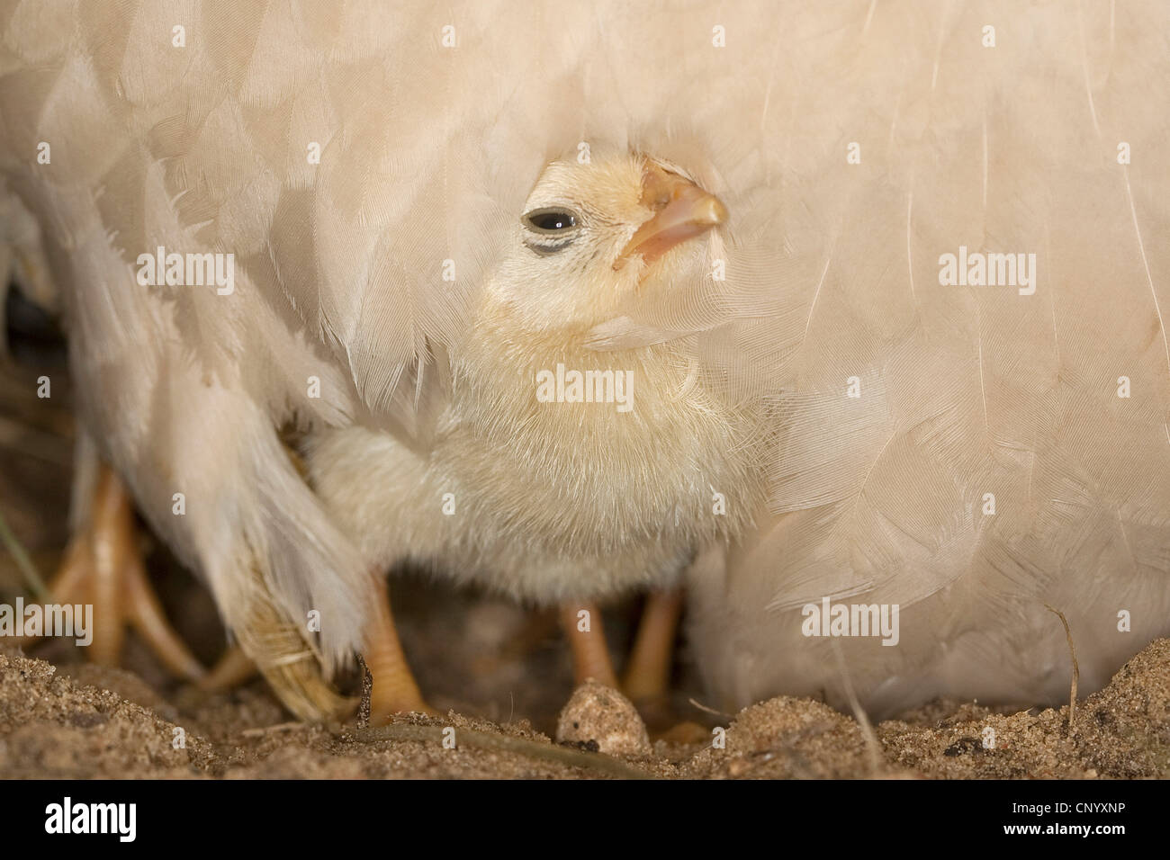 bantam (Gallus gallus f. domestica), chick under hen's plumage, Germany Stock Photo