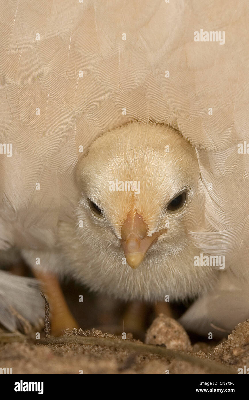 bantam (Gallus gallus f. domestica), chick under hen's plumage, Germany Stock Photo