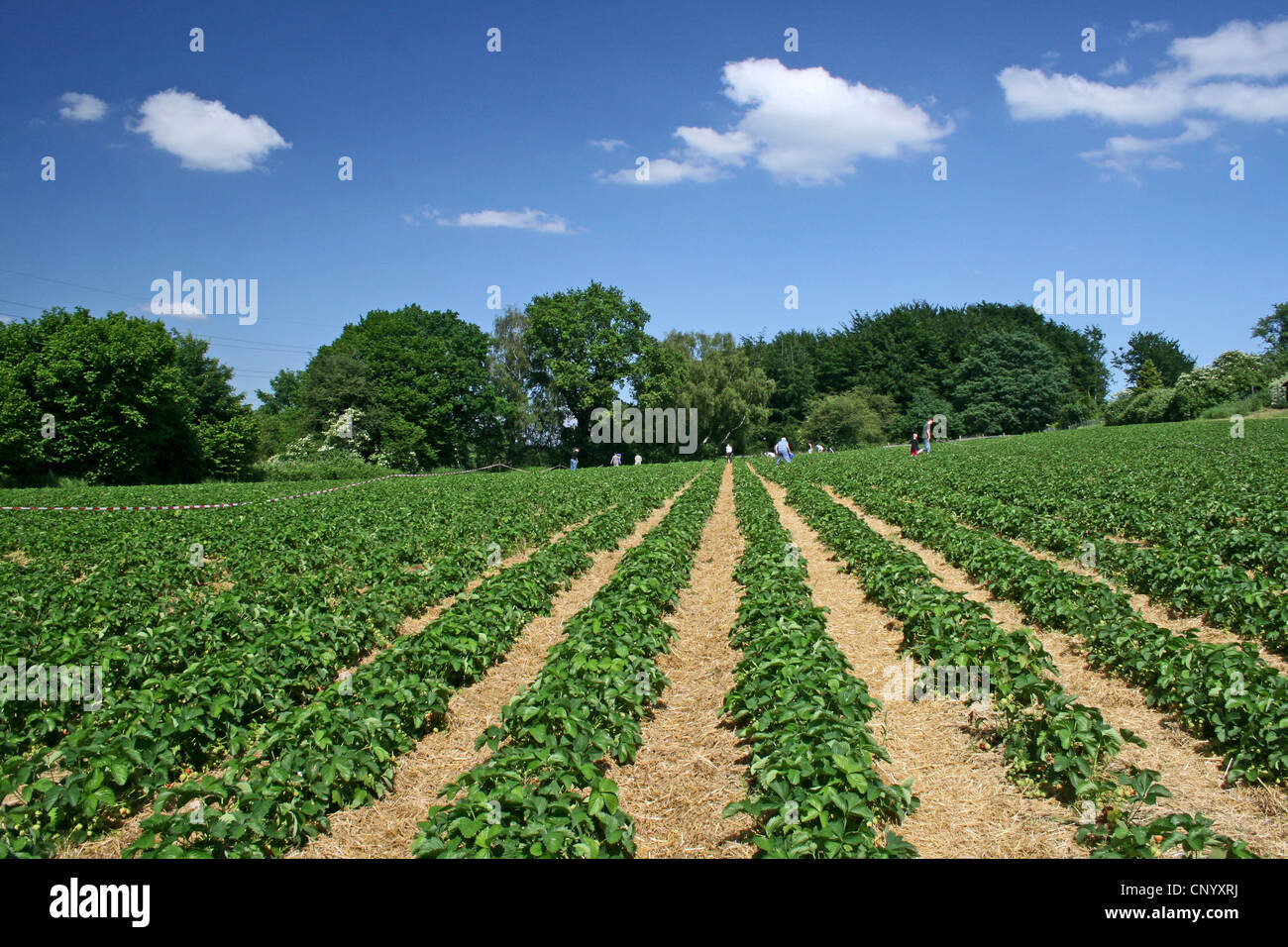 strawberry field for self-picking, Germany, North Rhine-Westphalia Stock Photo