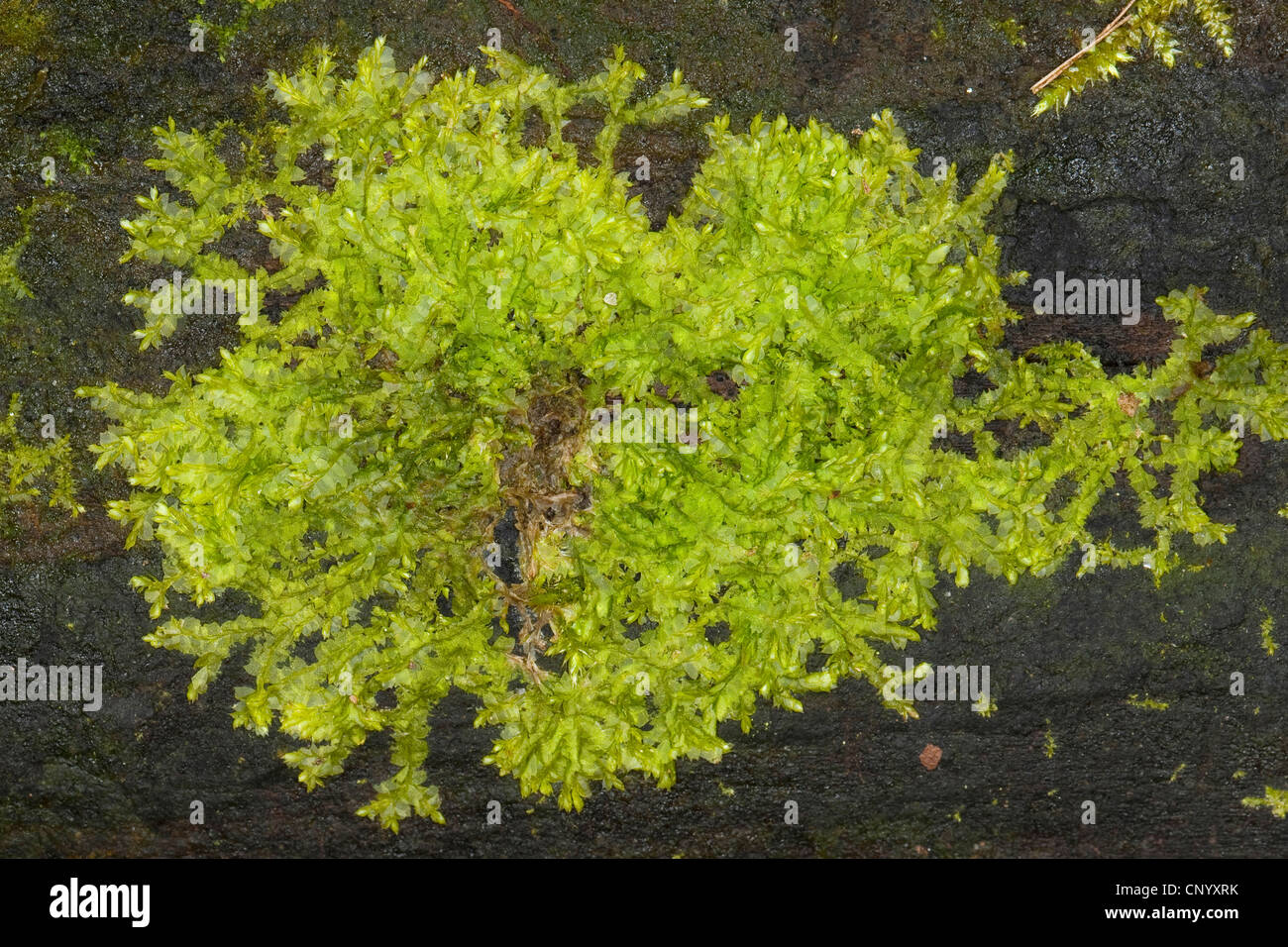 liverwort (Lophocolea bidentata, Lophocolea cuspidata, Jungermannia bidentata), Germany Stock Photo