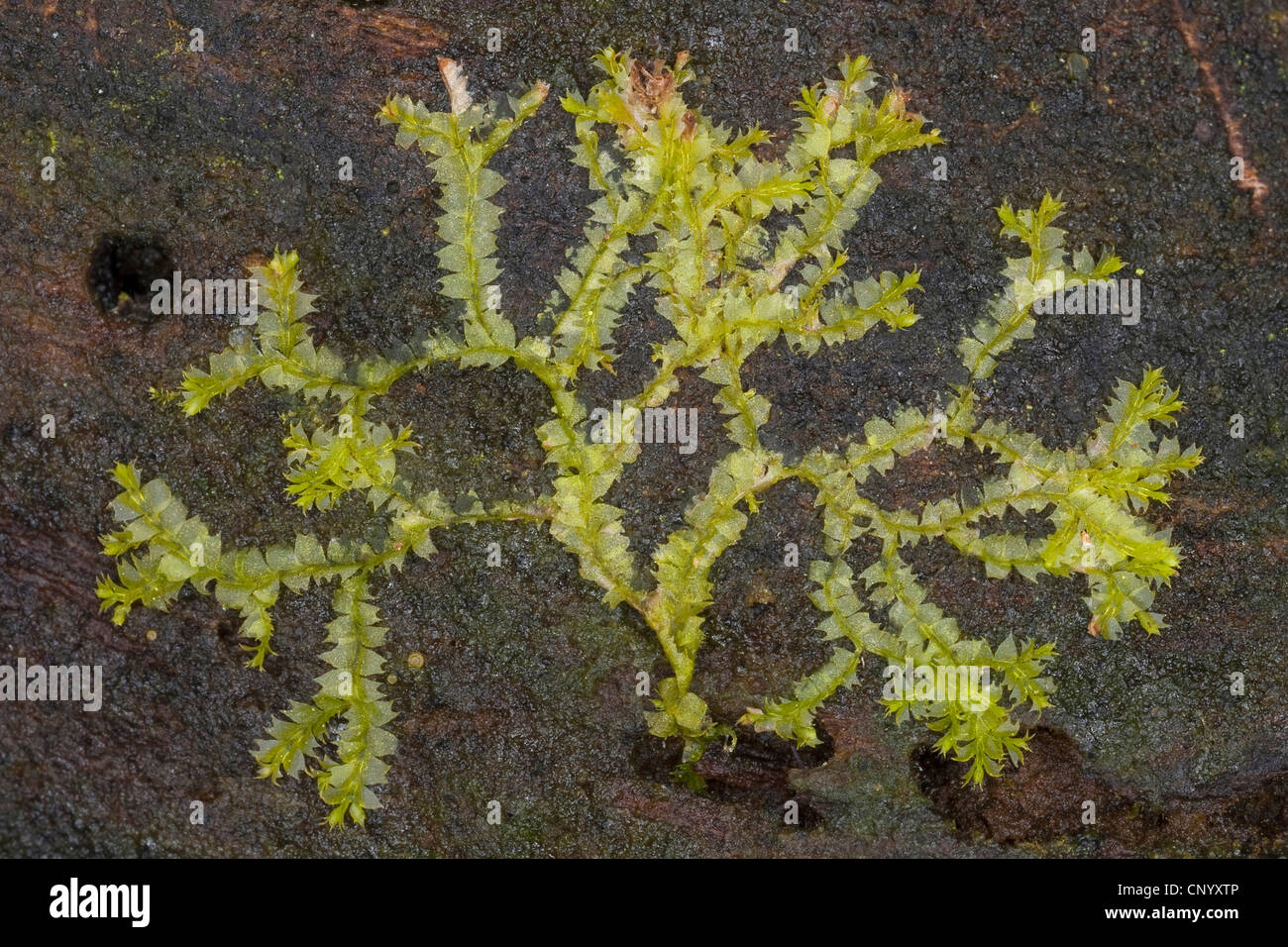 liverwort (Lophocolea bidentata, Lophocolea cuspidata, Jungermannia bidentata), Germany Stock Photo