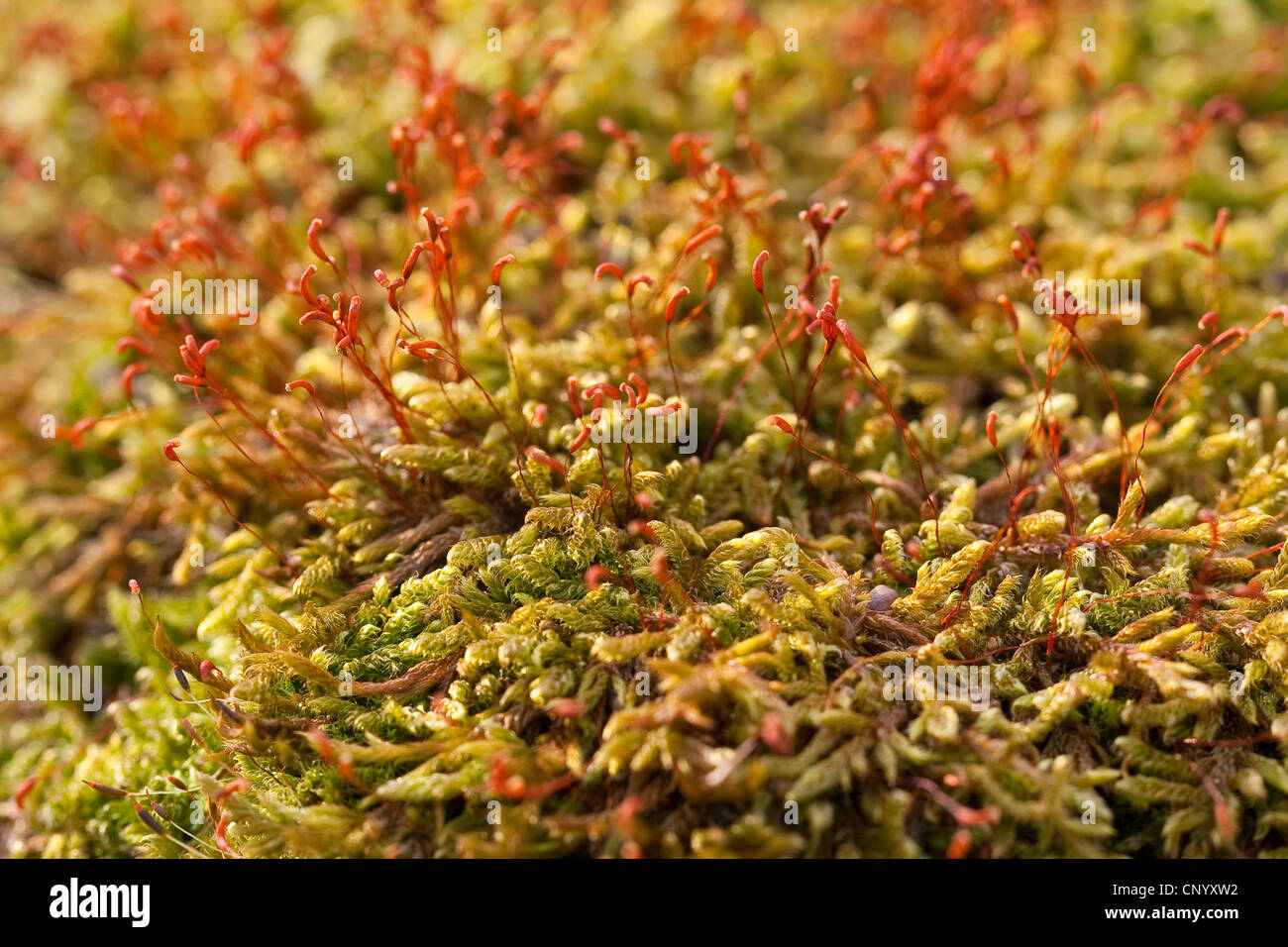 Cypress-leaved plait-moss, Hypnum moss (Hypnum cupressiforme), with capsules, Germany Stock Photo