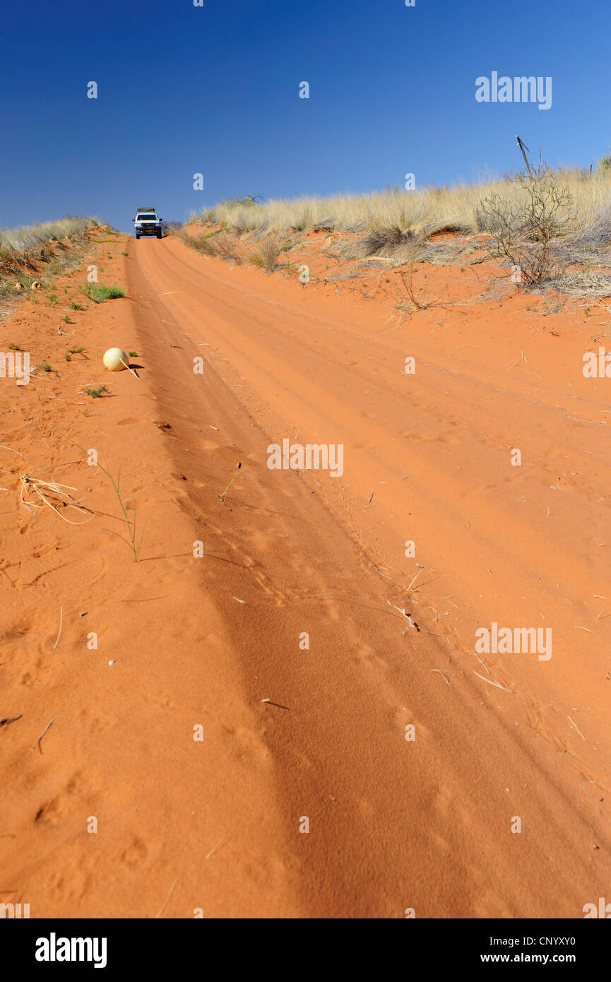 White 4WD Toyota Hilux on a sandy track in the Kalahari, Namibia. Stock Photo