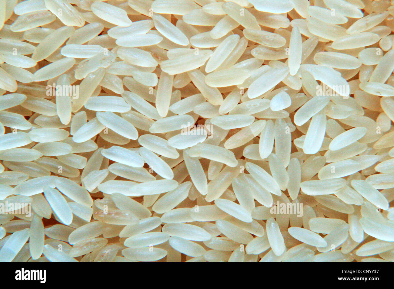 Oryza Sativa Grains High Resolution Stock Photography and Images - Alamy