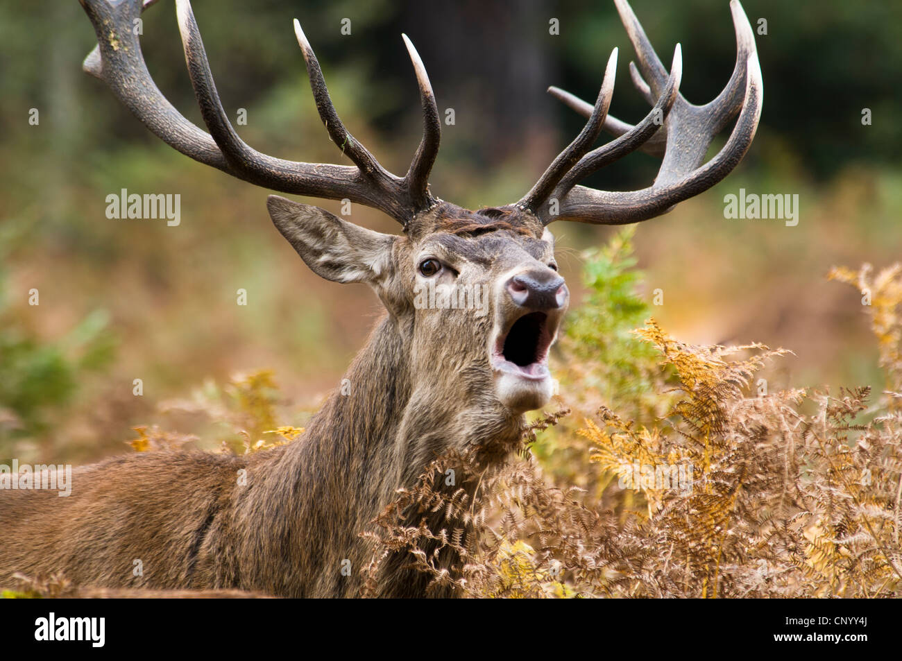 A fourteen point imperial red deer stag (Cervus elaphus) bellowing during the rut, in Richmond Park, Surrey. October. Stock Photo