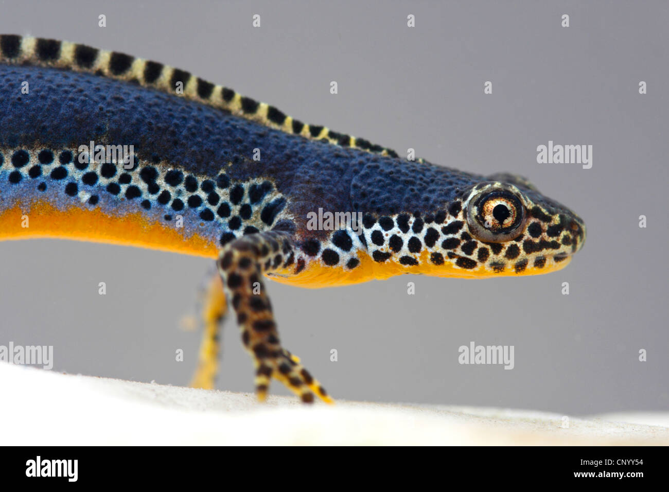 alpine newt (Triturus alpestris, Ichthyosaura alpestris, Mesotriton alpestris), under water, Germany Stock Photo