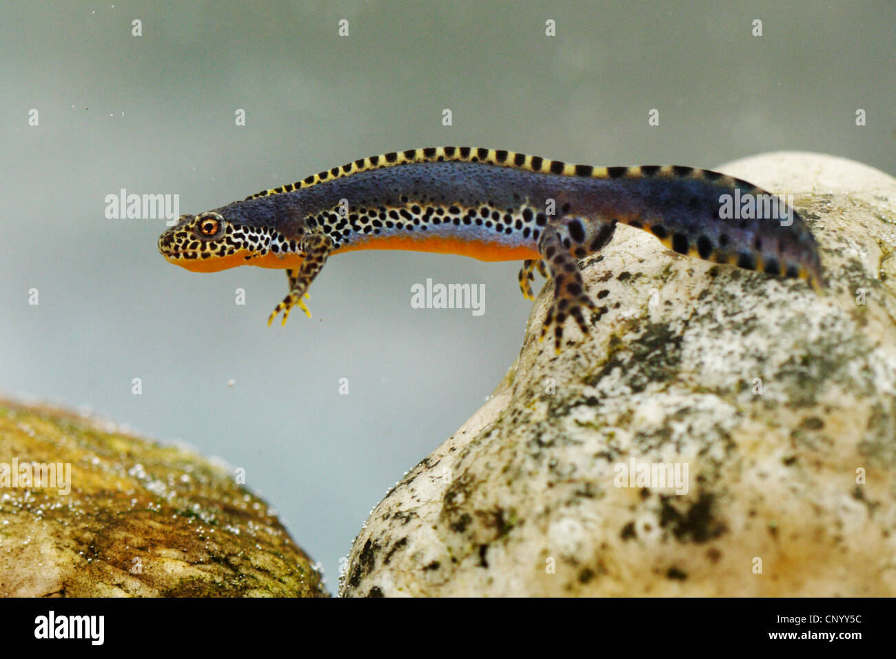 alpine newt (Triturus alpestris, Ichthyosaura alpestris, Mesotriton alpestris), under water, Germany Stock Photo
