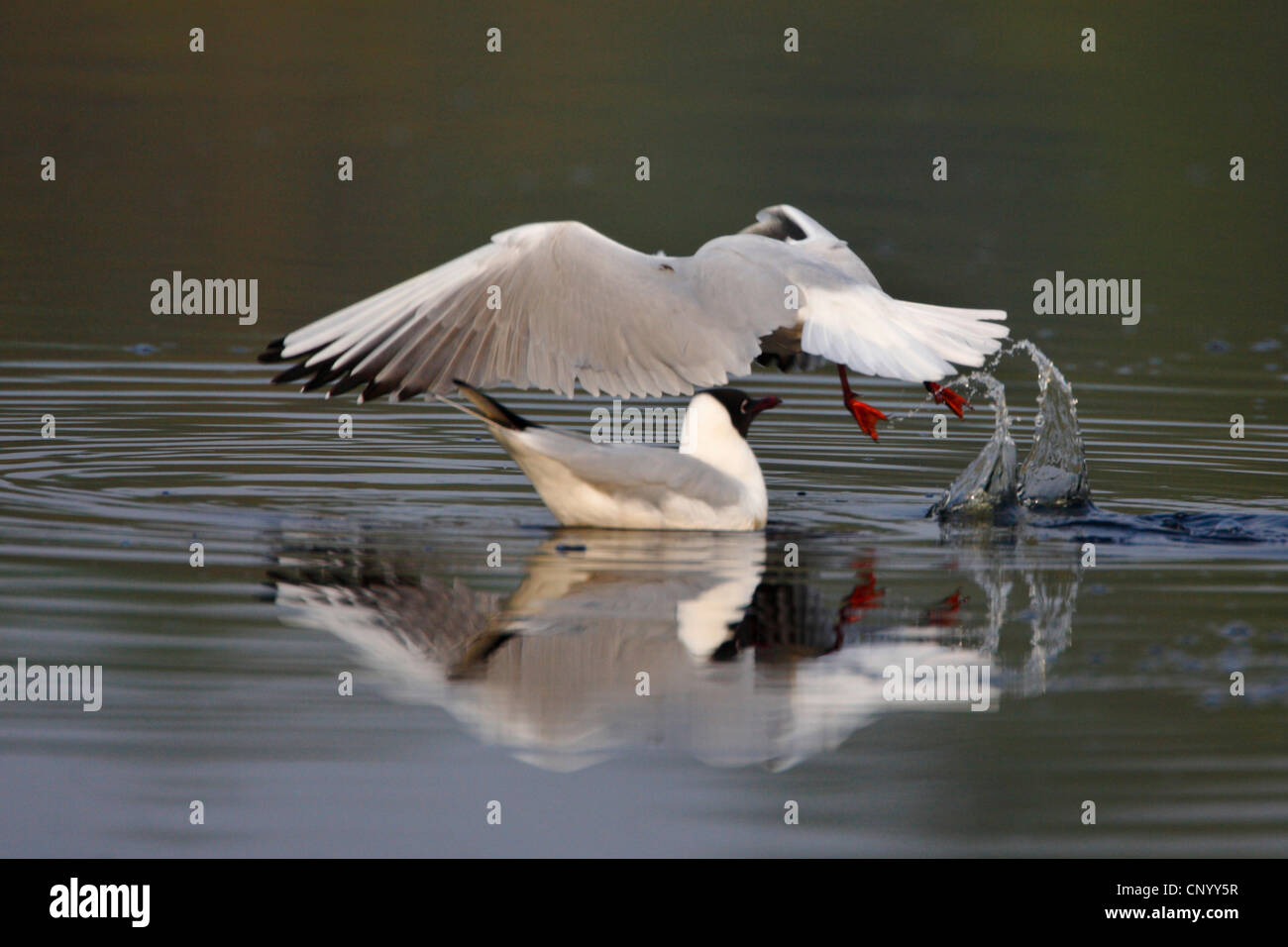 black-headed gull (Larus ridibundus), starting from a lake, Germany Stock Photo