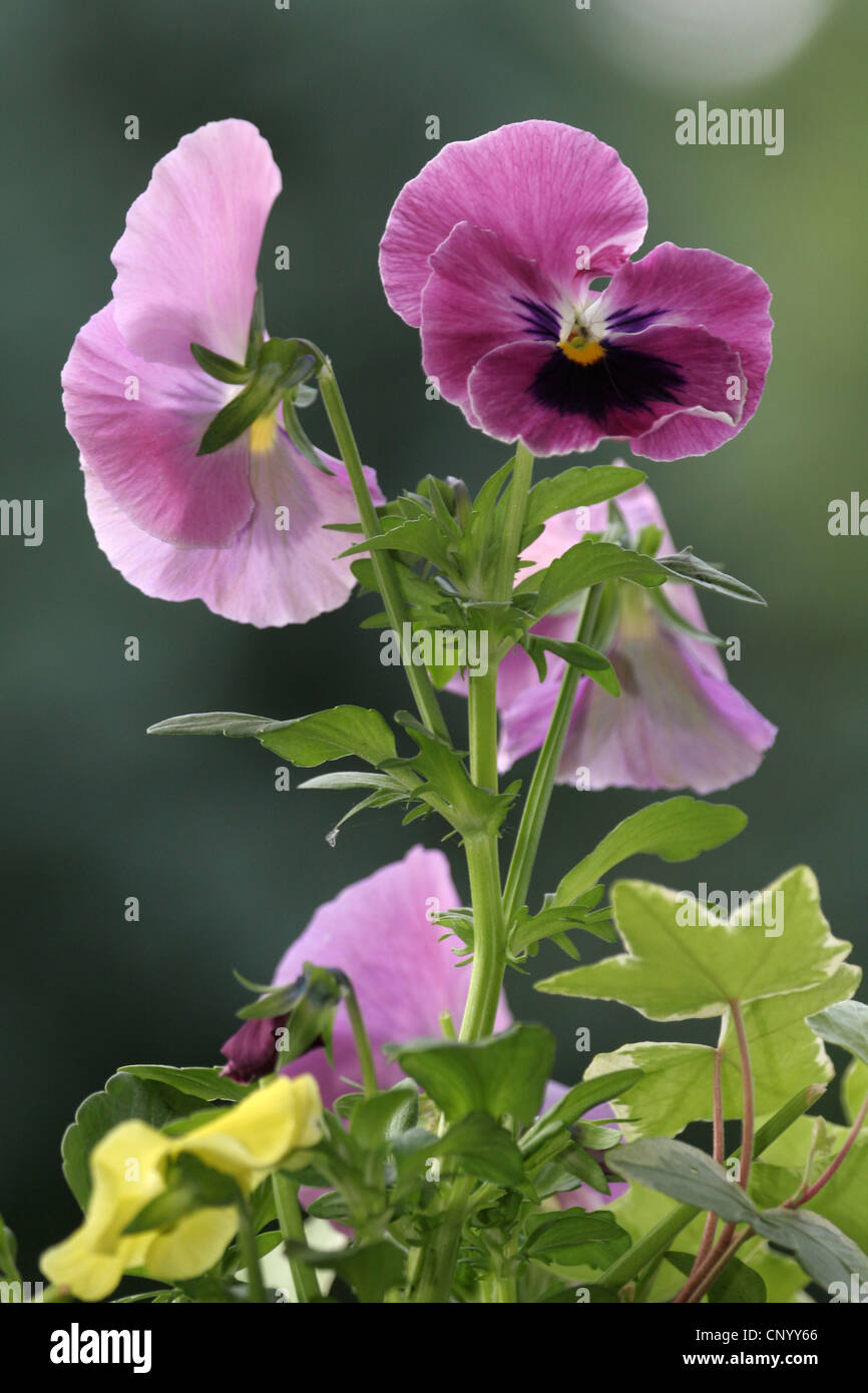 Pansy, Pansy Violet (Viola x wittrockiana, Viola wittrockiana, Viola