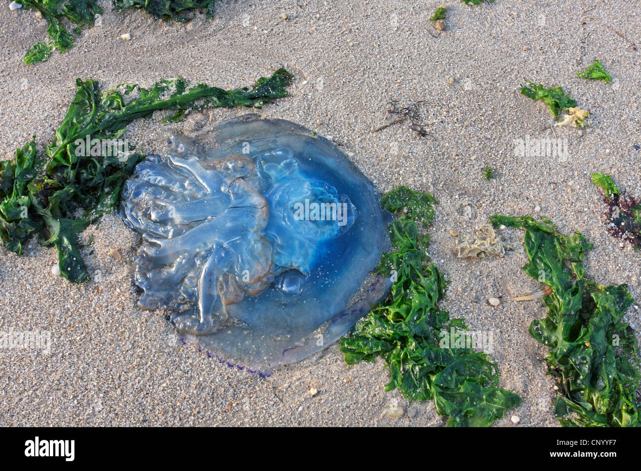 blue lion's mane, cornflower jellyfish (Cyanea lamarcki), stranded jellyfish in the sand, Germany, Schleswig-Holstein, Hoernum, Sylt Stock Photo