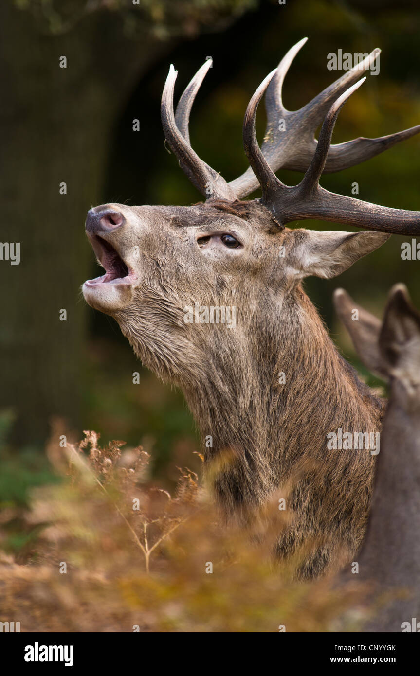 Red deer stag bellowing during rut in richmond park hi-res stock ...