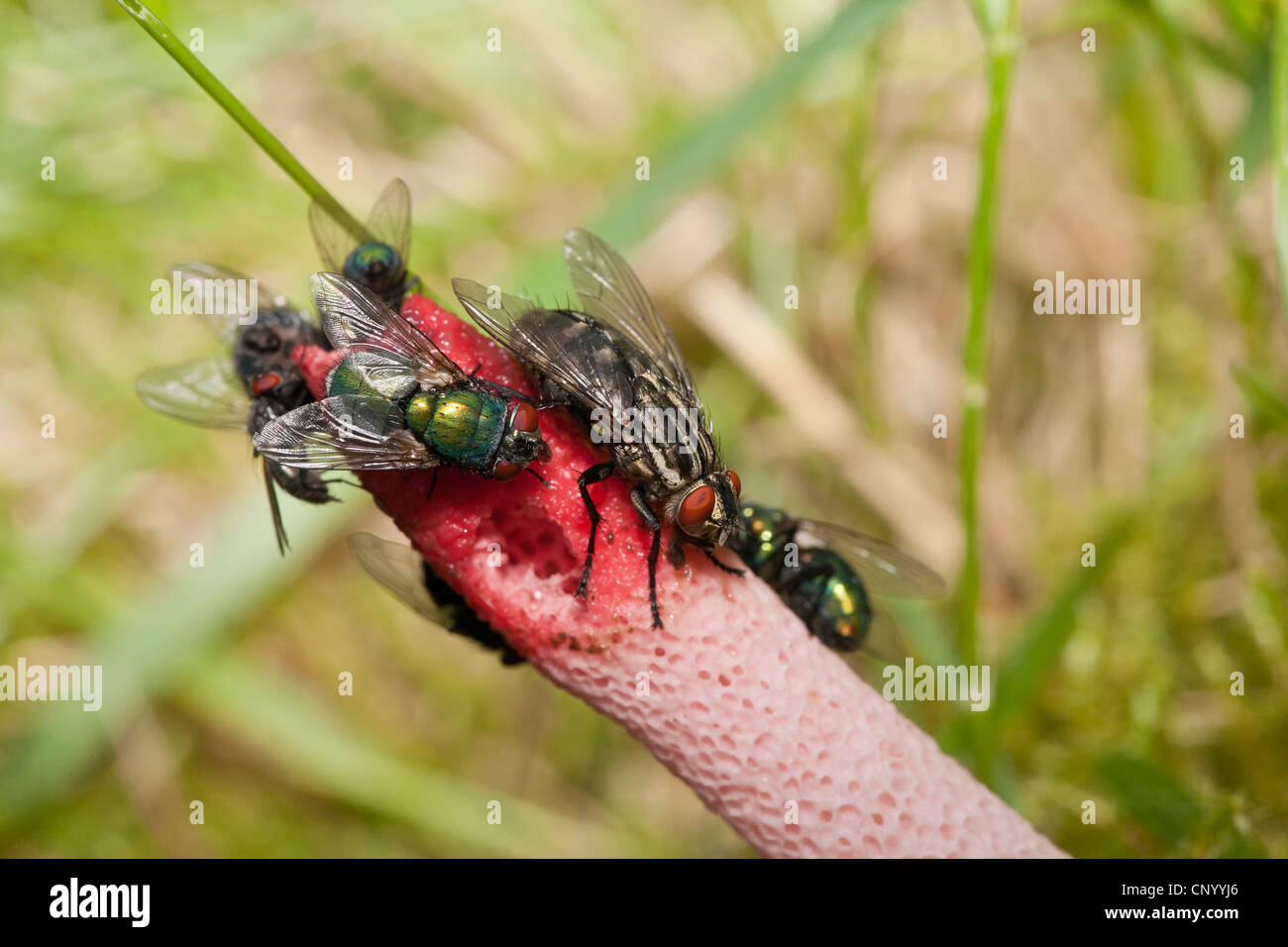Mutinus ravenelli (Mutinus ravenelli), flys on a stink horn, Germany, Brandenburg Stock Photo