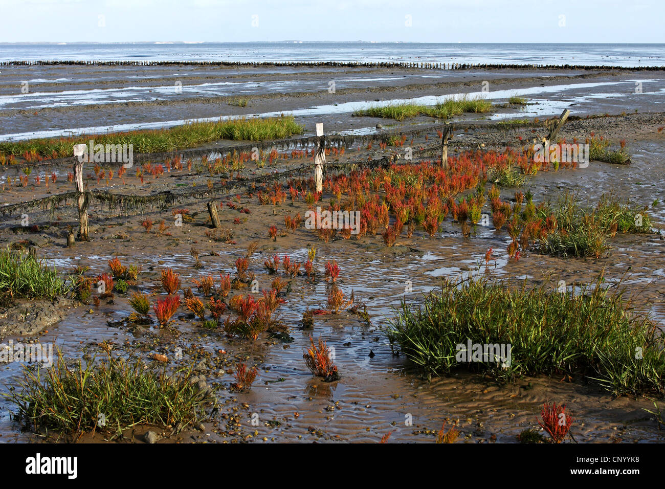 common glasswort (Salicornia europaea), wadden sea at ebb tide, Germany, Schleswig-Holstein, Keitum, Sylt Stock Photo