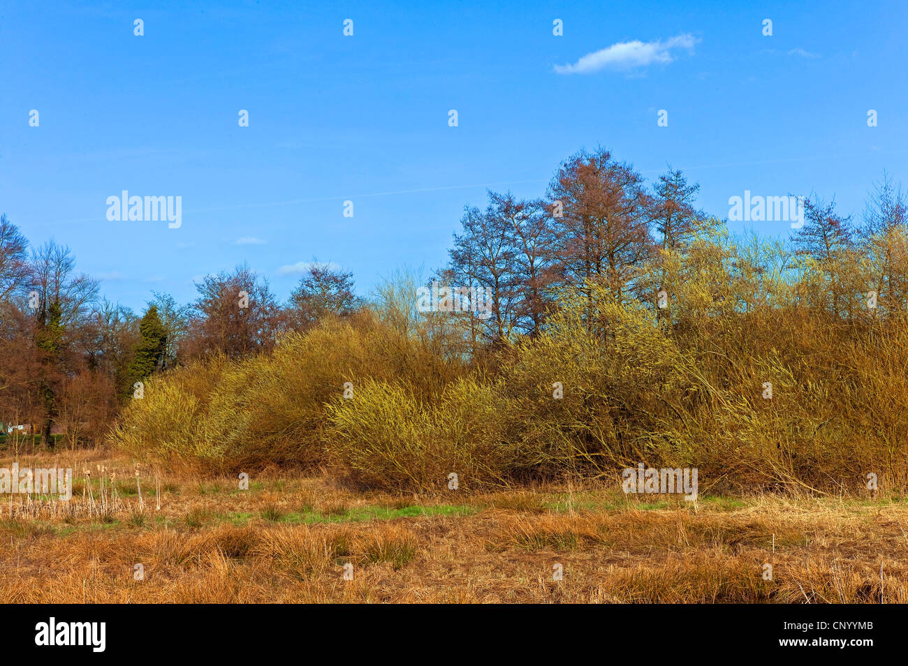 European grey willow (Salix cinerea), blooming willows in a wetland, Germany, Lower Saxony Stock Photo