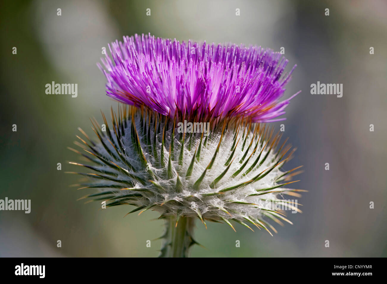 Cotton Thistle Scotch Thistle Onopordum Acanthium Inflorescence