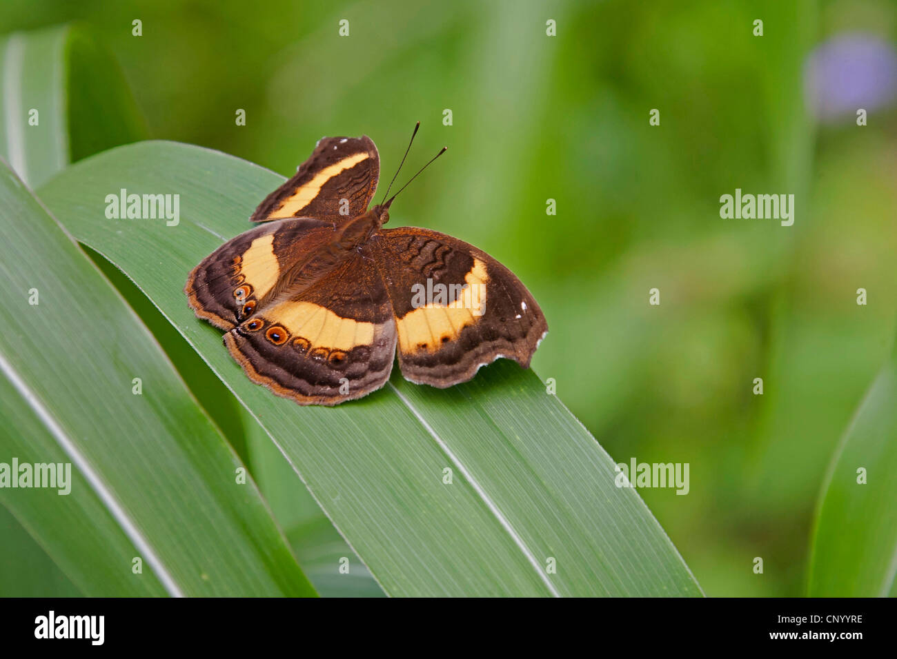 yellow and brown butterfly sitting on a leaf, Tanzania, Marangu Stock Photo Alamy