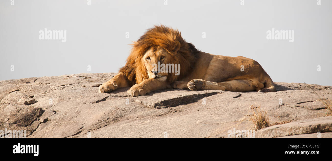 Serengeti lions rock hi-res stock photography and images - Alamy