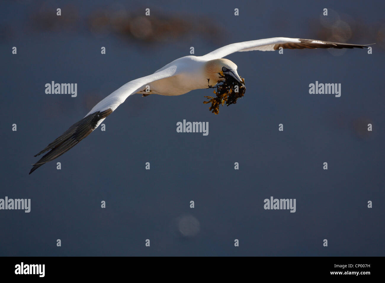 northern gannet (Sula bassana, Morus bassanus), flying with nesting material in the bill, Germany, Schleswig-Holstein, Heligoland Stock Photo