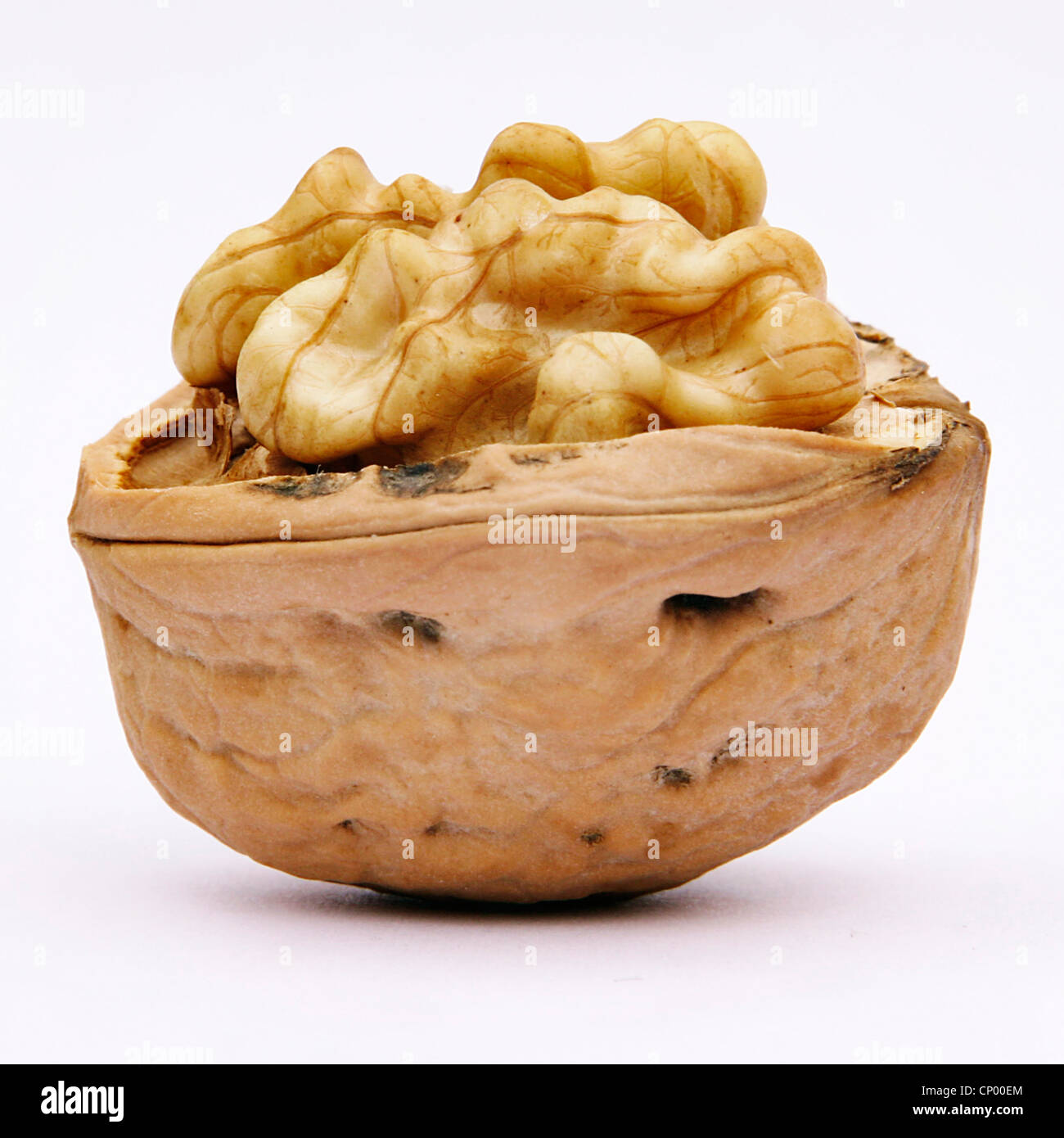 walnut (Juglans regia), opened walnurt Stock Photo Alamy