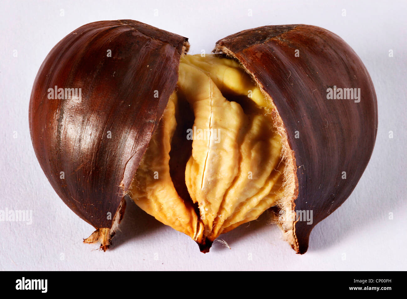 Spanish chestnut, sweet chestnut (Castanea sativa), opened chestnuts