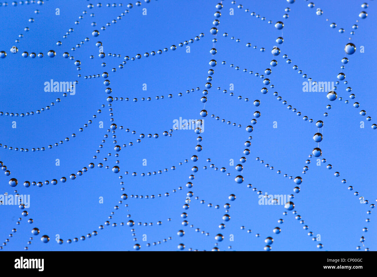 dew drops at a spider's web in front of blue sky, Switzerland Stock Photo