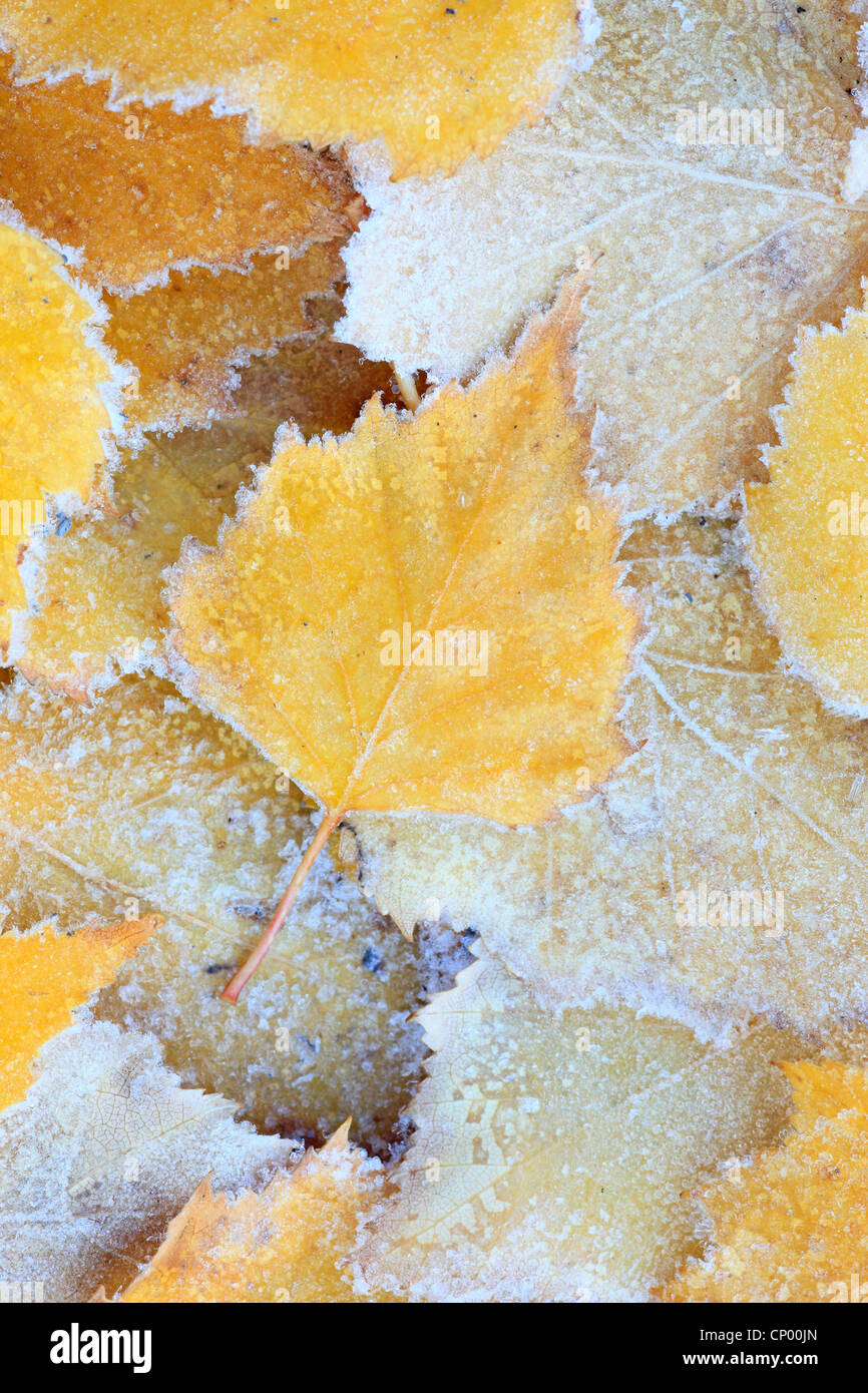 Plants ground frost hi-res stock photography and images - Alamy