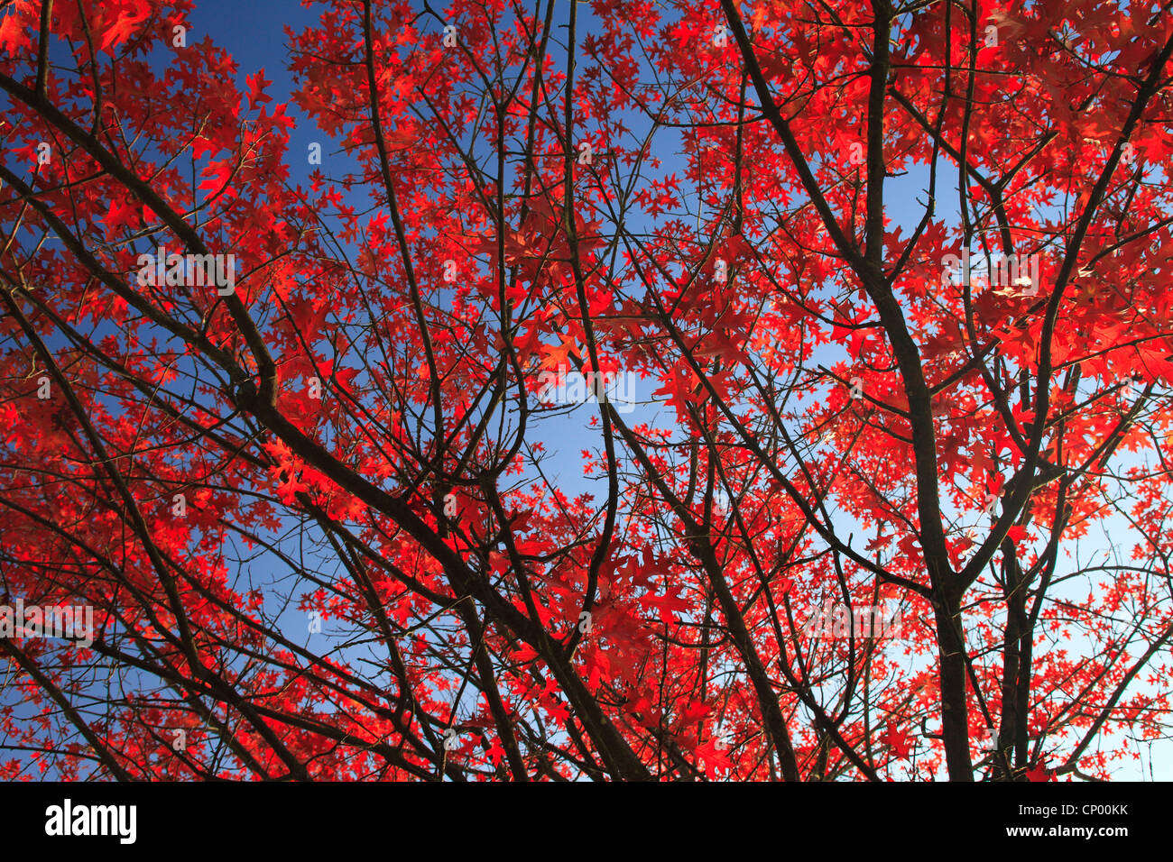 Quercus P High Resolution Stock Photography And Images Alamy Quercus P High Resolution Stock Photography And Images Alamy