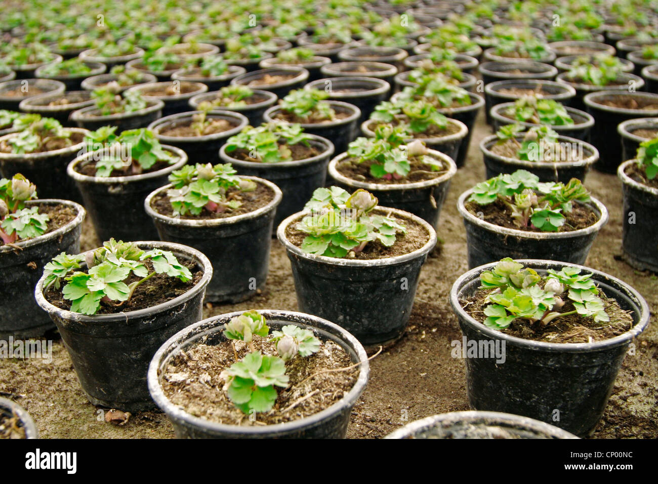 Persian Buttercup, Turban Ranunculus, Turban buttercup (Ranunculus asiaticus, Ranunculus hortensis), jung plaint in a gardening Stock Photo