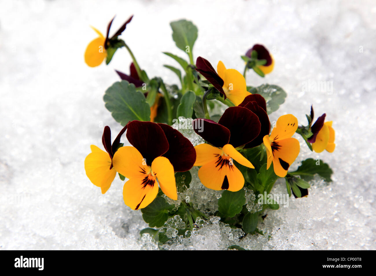 Pansy, Pansy Violet (Viola x wittrockiana, Viola wittrockiana, Viola hybrida), Panys violets in snow Stock Photo