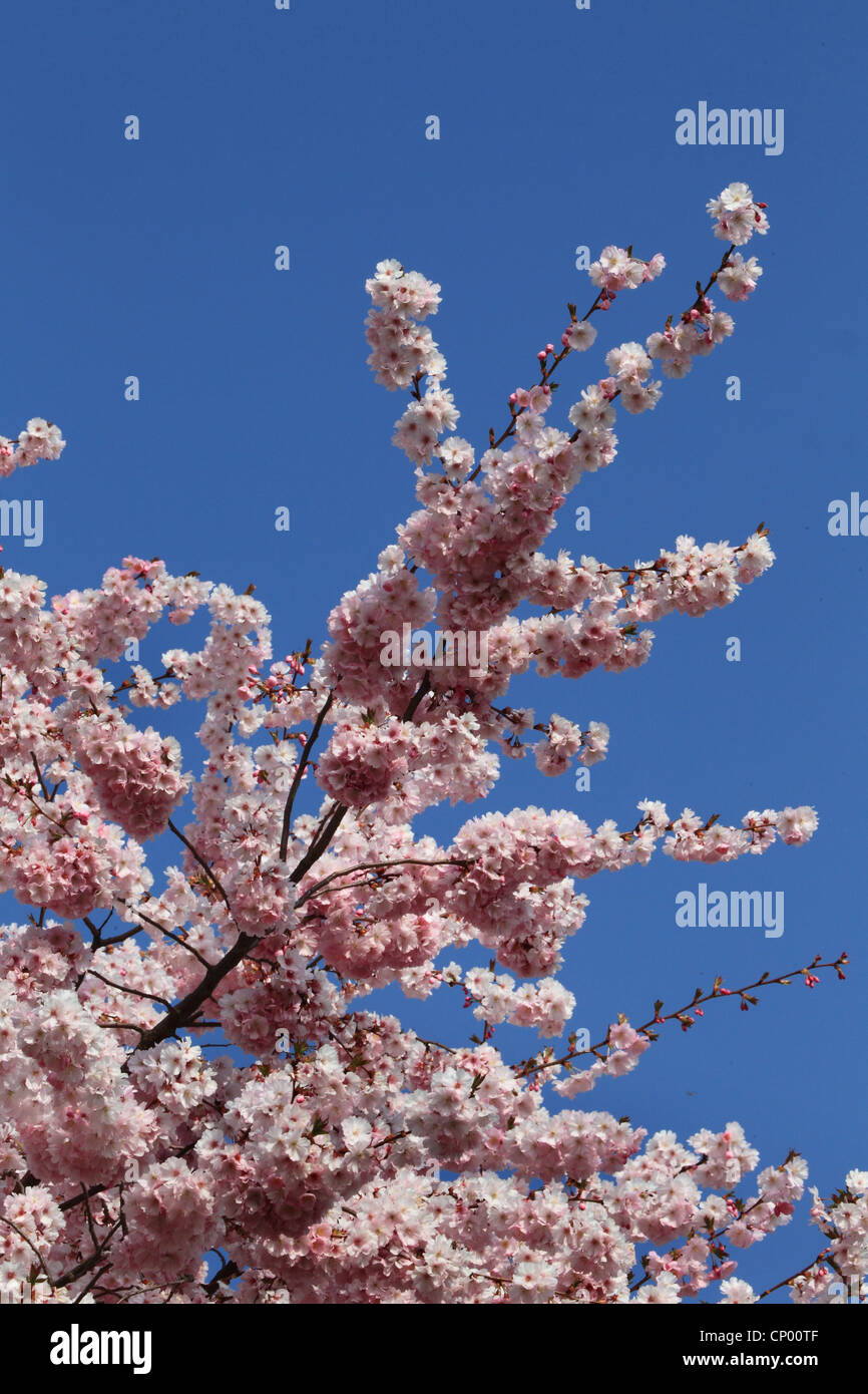 blooming ornamental cherry tree Stock Photo