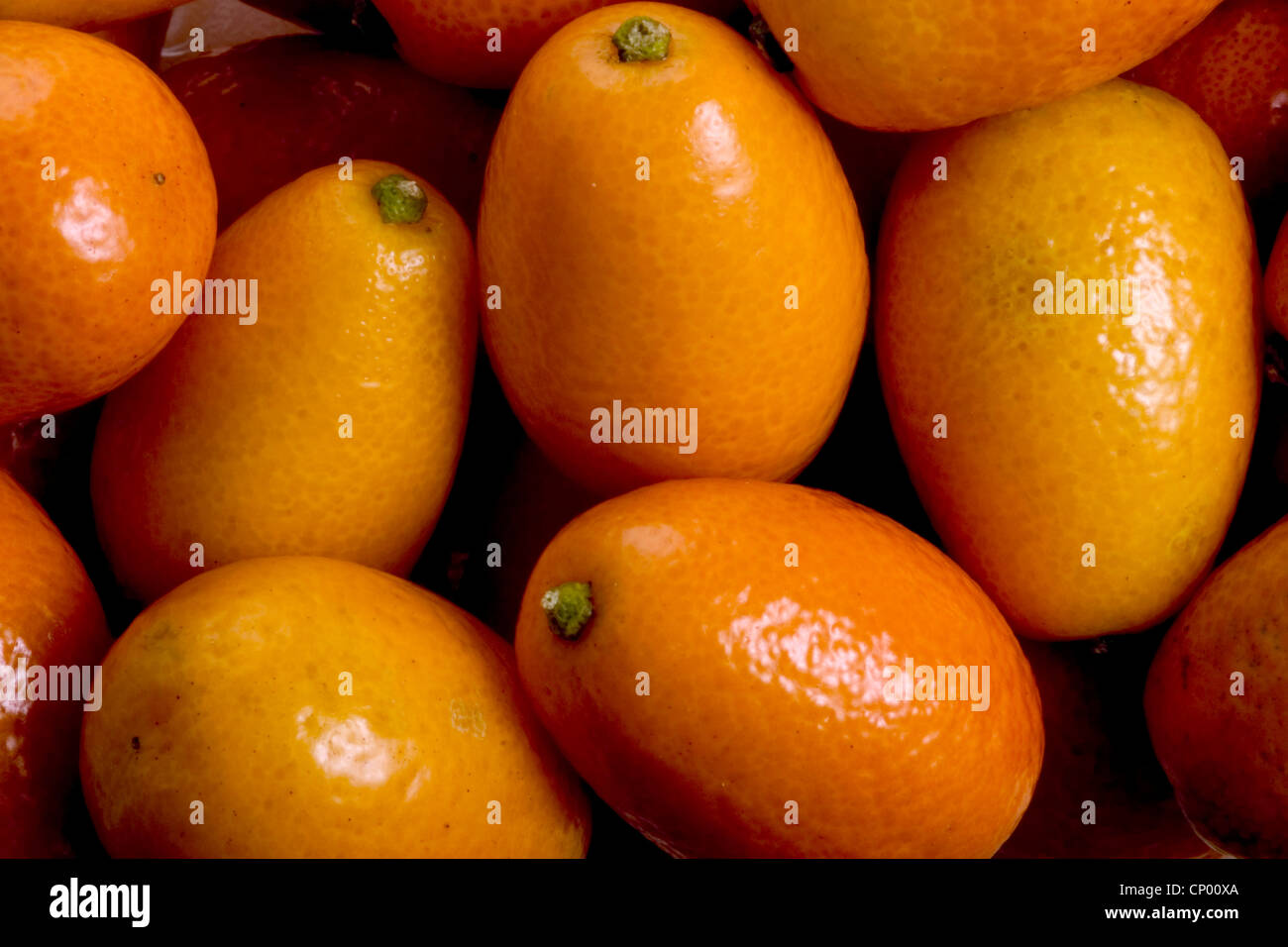 kumquat (Fortunella margarita), Kumquats Stock Photo - Alamy