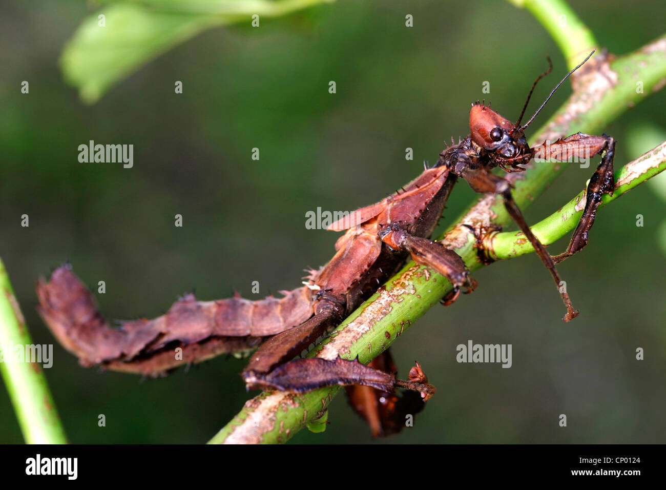 Giant Prickly Stick Insect, Macleay's Spectre (Extatosoma tiaratum