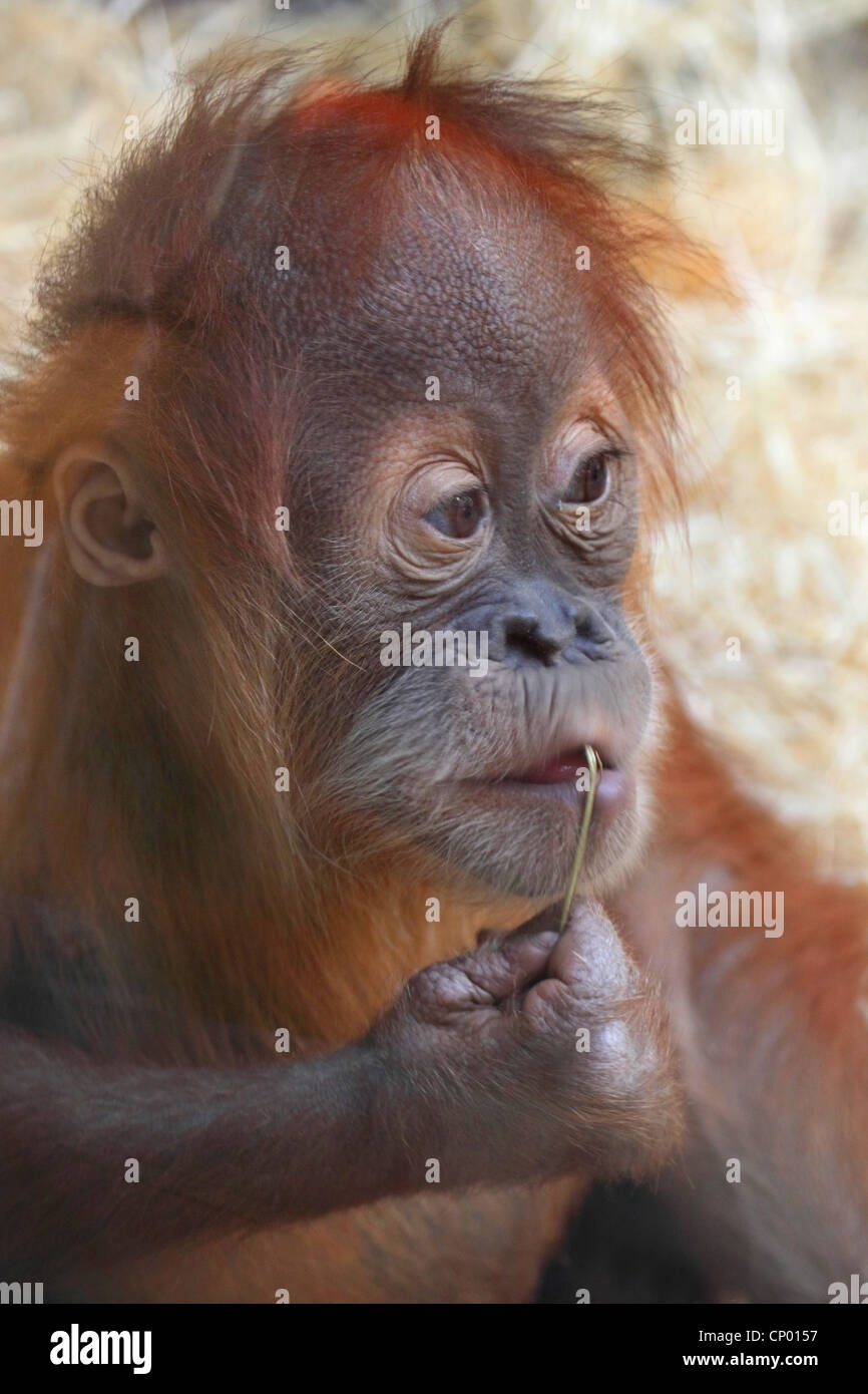 orang-utan, orangutan, orang-outang (Pongo pygmaeus), young animal Stock Photo
