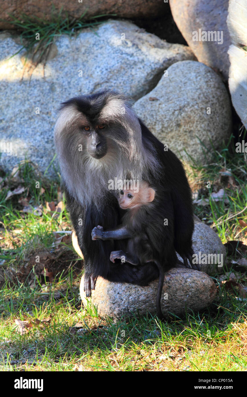 liontail macaque, lion-tailed macaque (Macaca silenus), sitting with pup on a stone Stock Photo
