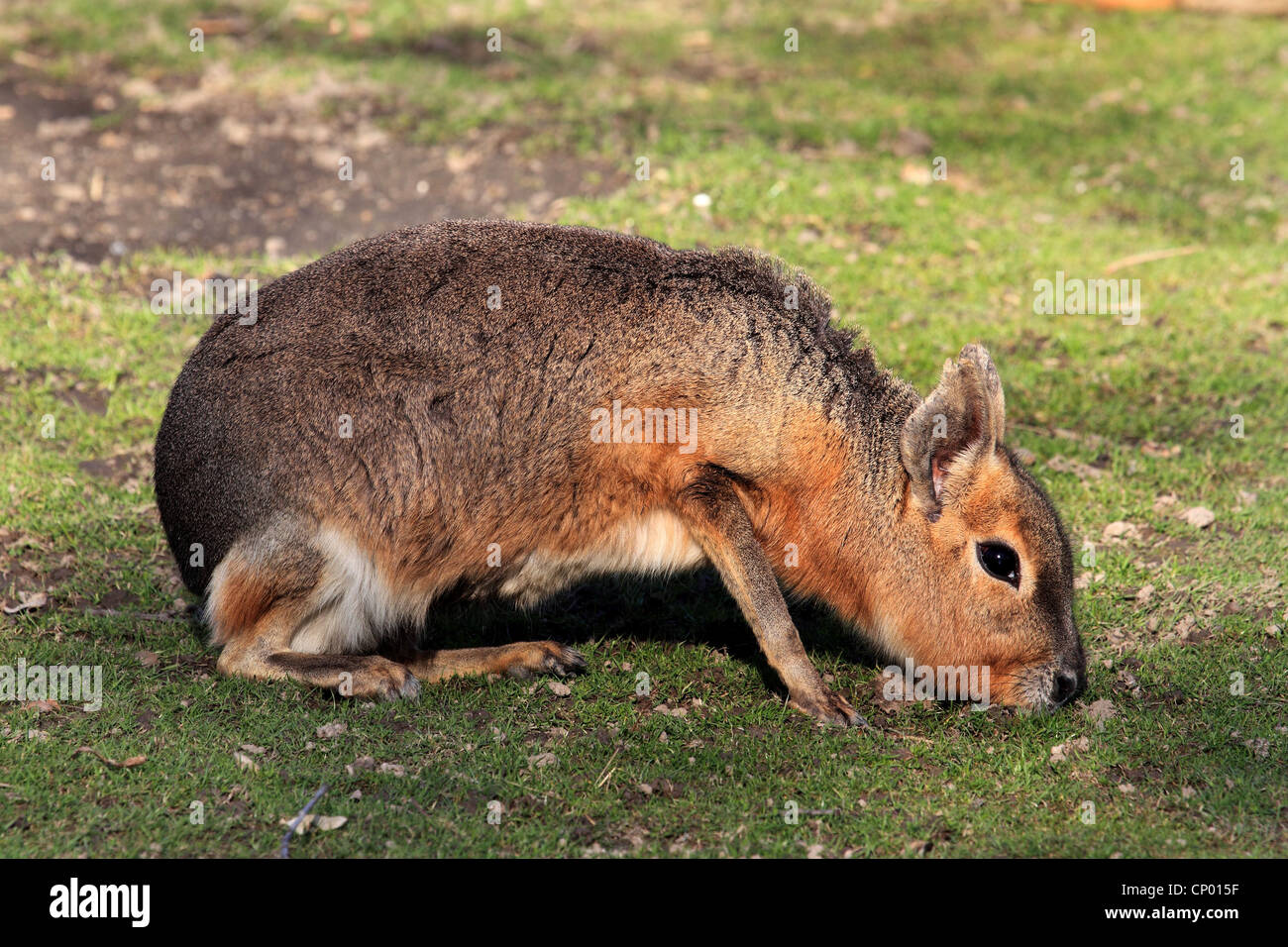 Patagonian cavy (Dolichotis patagonum), sitting in meadow, Chile, Patagonia Stock Photo