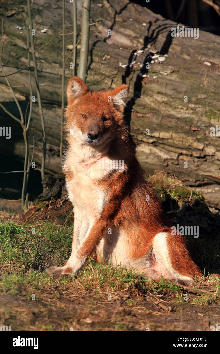 Dhole, Red dog, Asiatic wild dog (Cuon alpinus), sitting in front of tree trunk Stock Photo