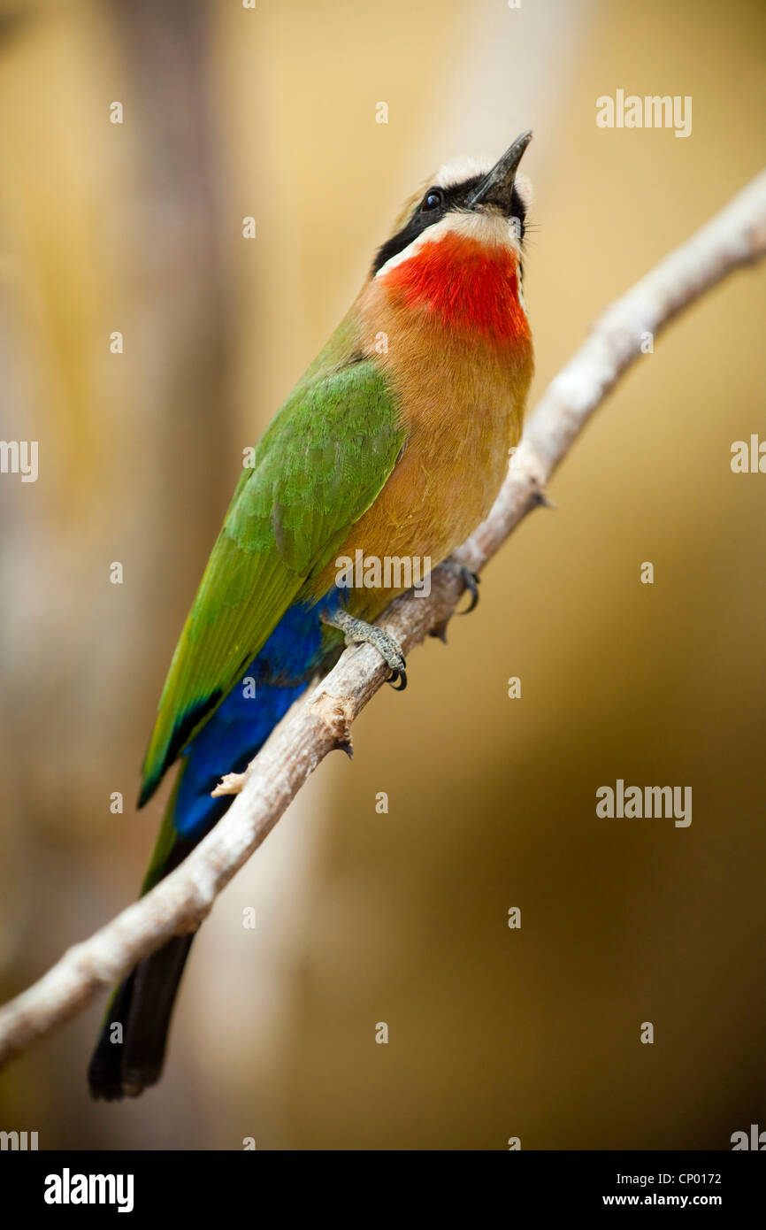 white-fronted bee eater (Merops bullockoides), sitting on a branch Stock Photo
