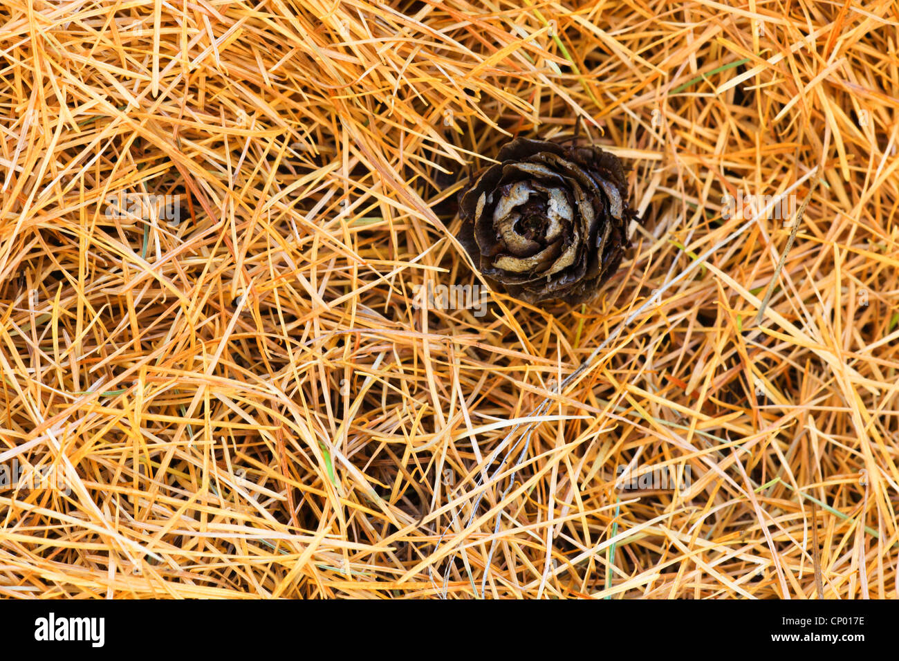 common larch, European larch (Larix decidua, Larix europaea), larch needles and cone on the ground, Switzerland, Valais Stock Photo