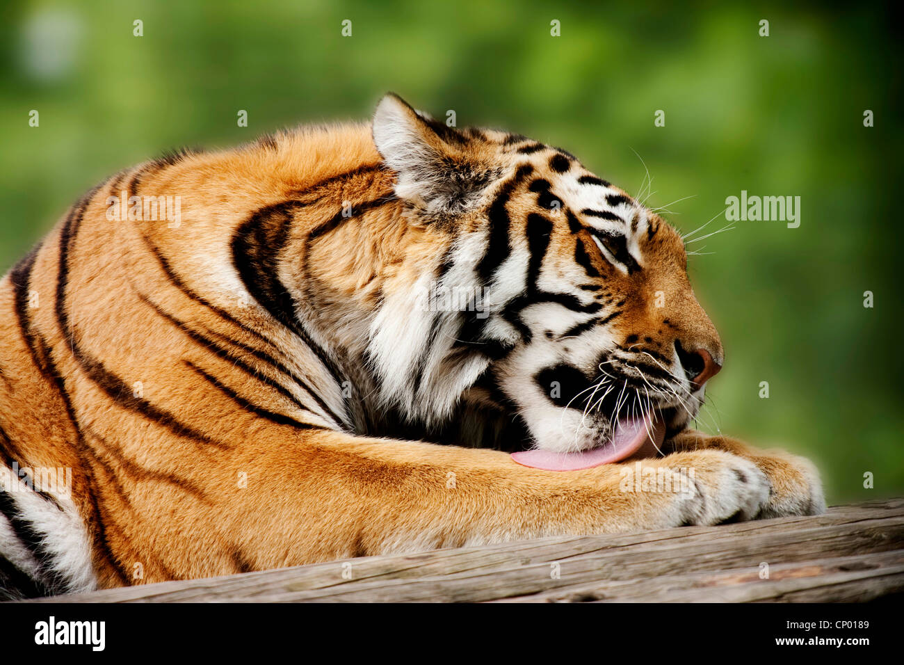 Siberian tiger, Amurian tiger (Panthera tigris altaica), resting on deadwood licking its paws Stock Photo