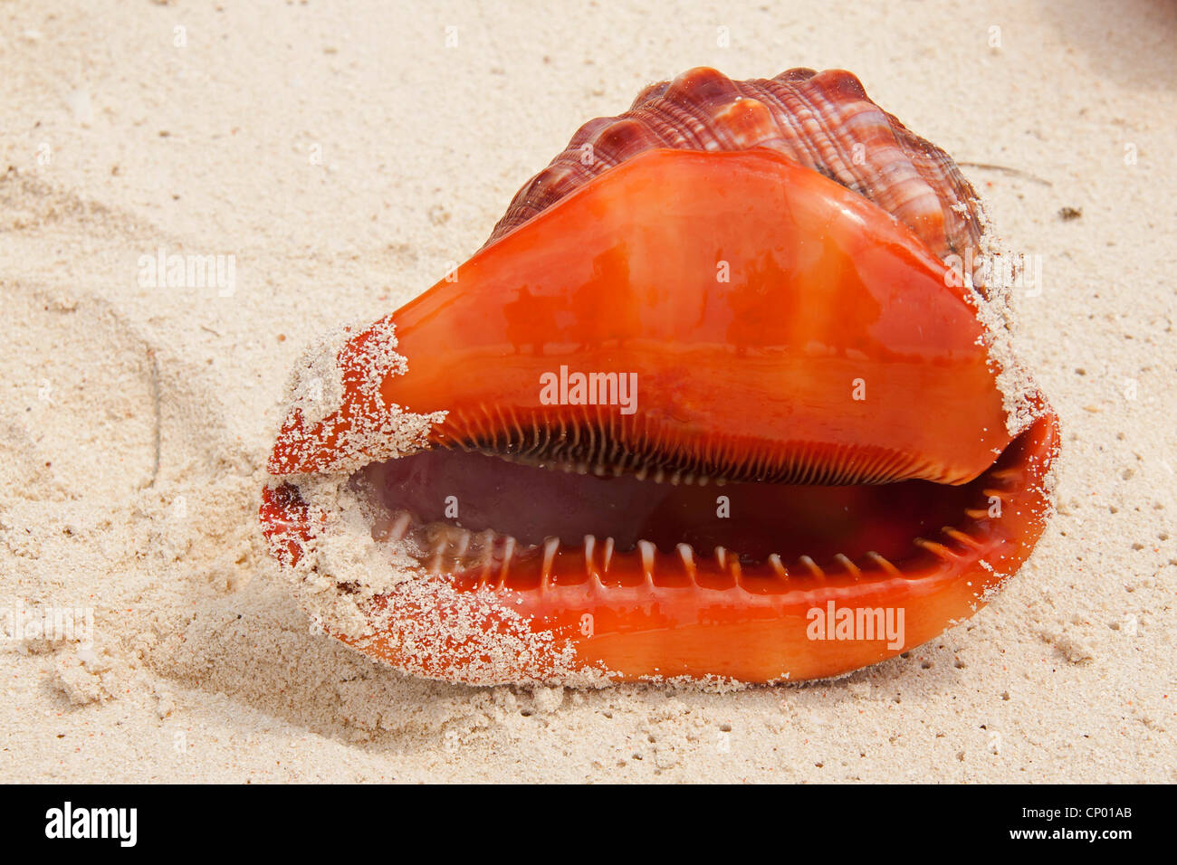 bullmouth helmet, bull'smouth conch, red helmet (Cypraecassis rufa