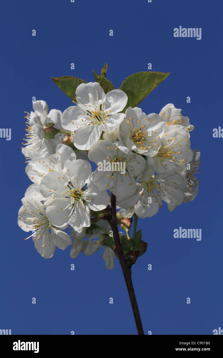 dwarf cherry, morello cherry, sour cherry (Prunus cerasus), blooming Sour cherry Stock Photo