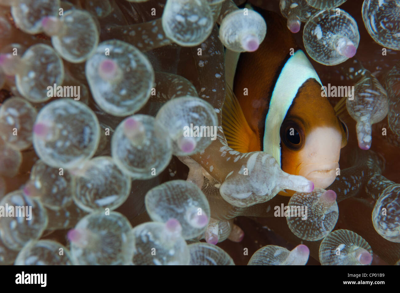 a clown fish hiding in an anemone Stock Photo Alamy