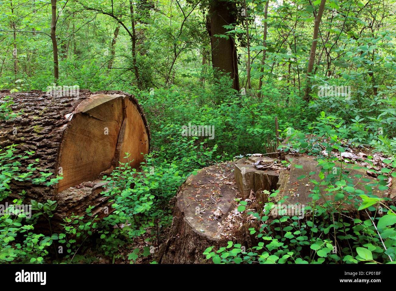 log in floodplain forest in spring, Germany Stock Photo