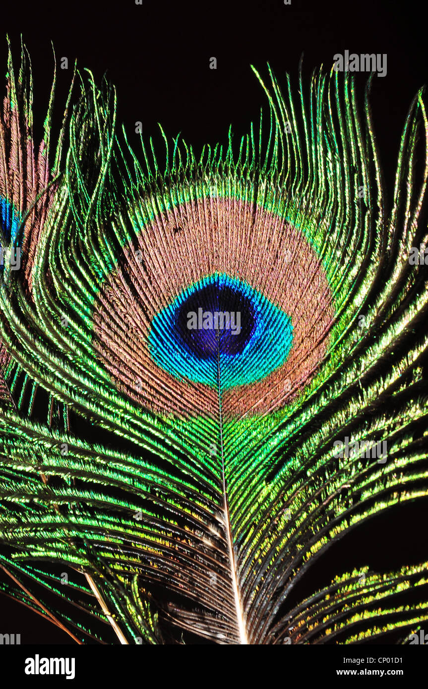 Single peacock feather hi-res stock photography and images - Alamy