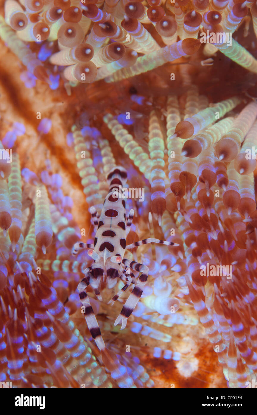 A Colman shrimp on its host urchin Stock Photo