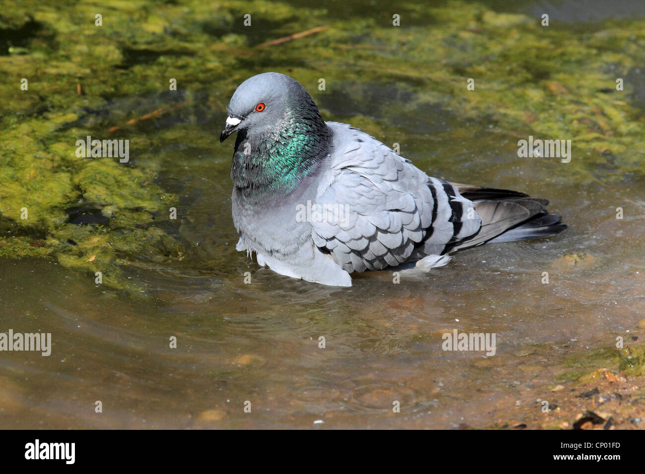 domestic pigeon (Columba livia f. domestica), bathing in a puddle, Germany Stock Photo