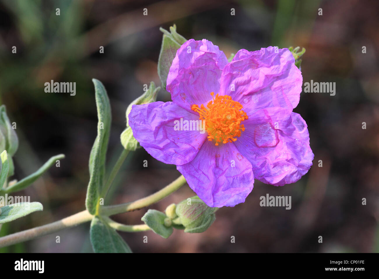 pink rock rose (Cistus villosus, Cistus incanus), flower Stock Photo