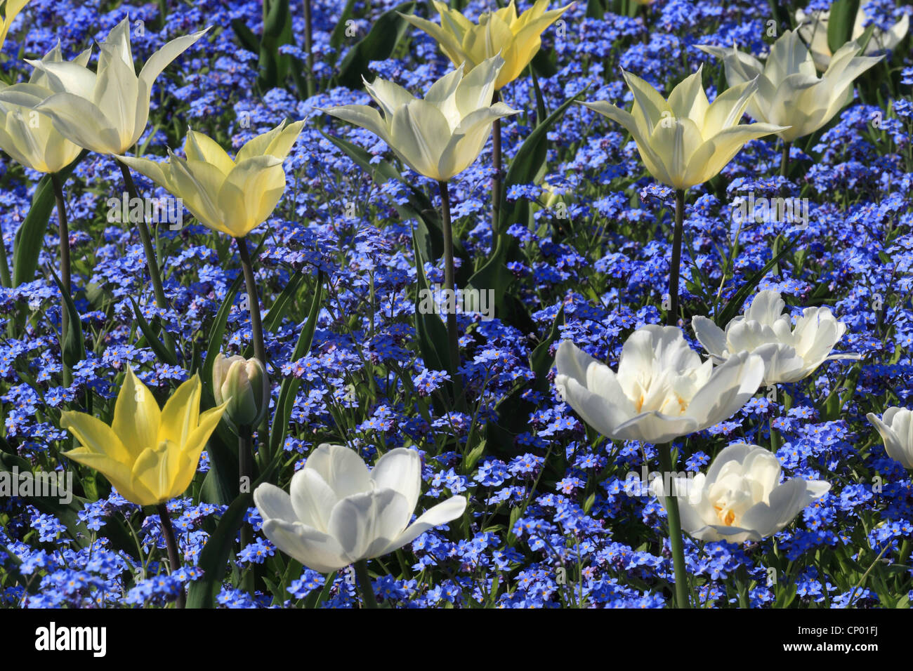 wood woodland (Myosotis sylvatica), white