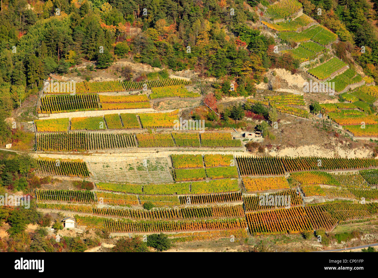 vineyard in the valley Eringer Tal, Switzerland, Valais Stock Photo